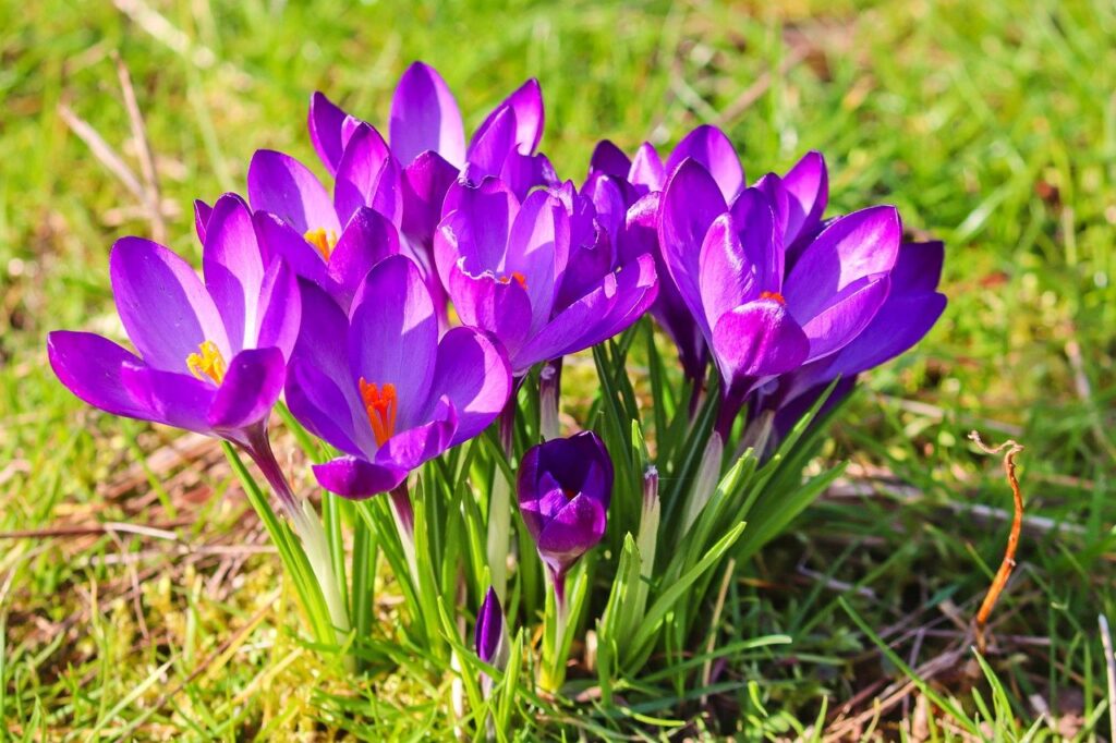 crocus, flower, plant-8600431.jpg